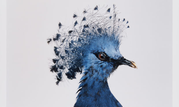 Victoria crowned pigeon, Goura victoria, Vulnerable, by Sean Dooley.