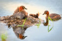 The little grebe, also known as a dabchick.
Little Grebe (Tachybaptus ruficollis)  chick eating dragonfly at floating nest