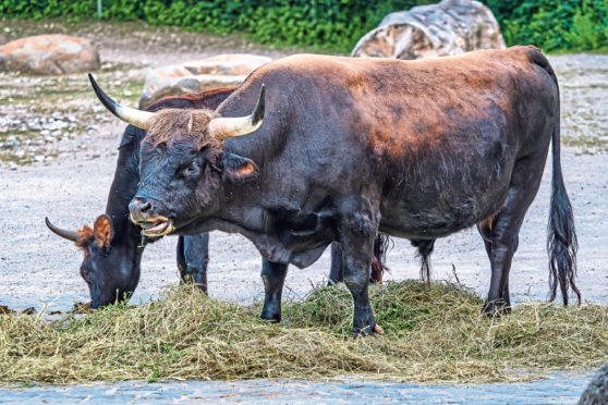 The breed of Heck was engineered by German zoologist brothers Heinz and Lutz Heck, who were commissioned by the Nazis.z