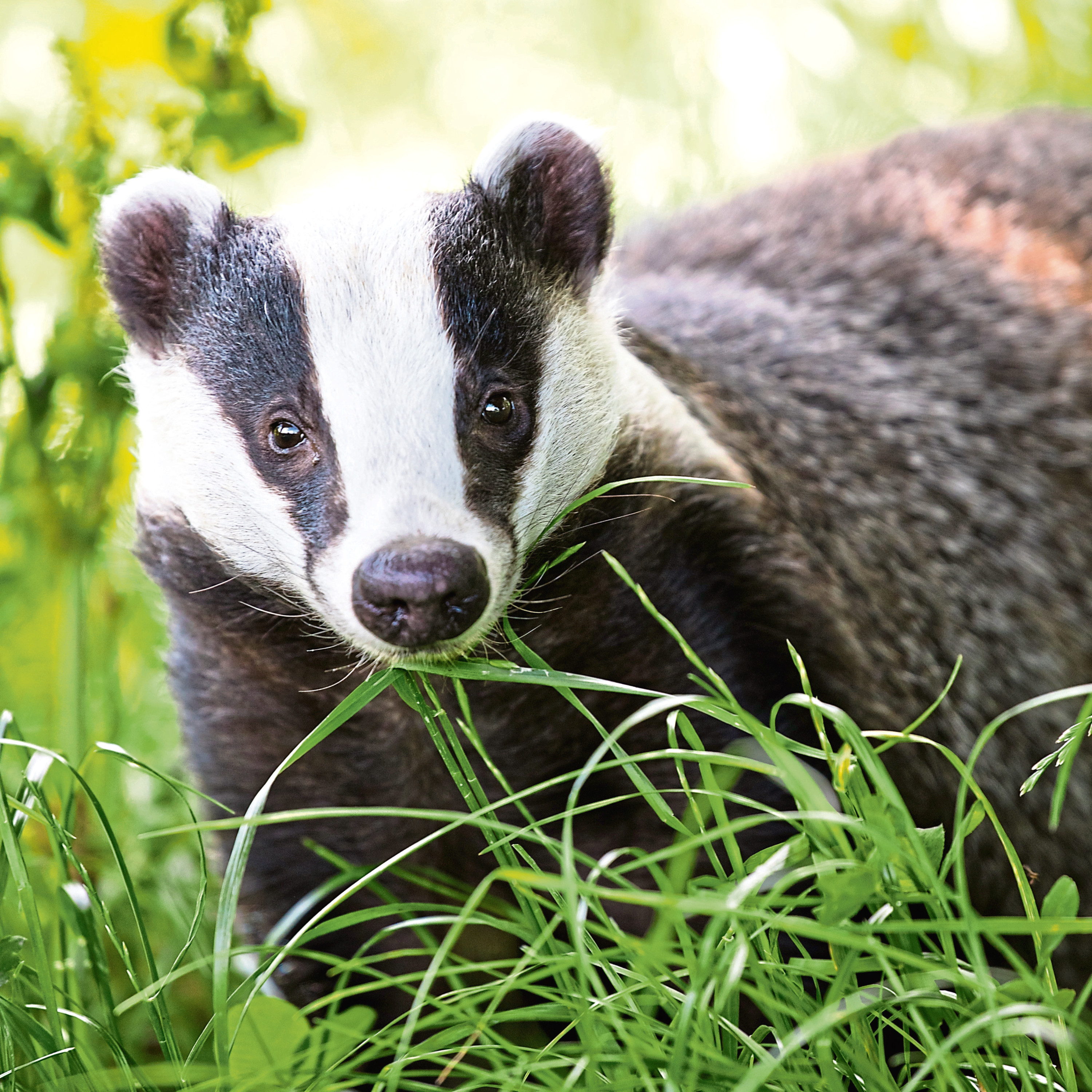 Badgers in the study covered 61% more land each month.