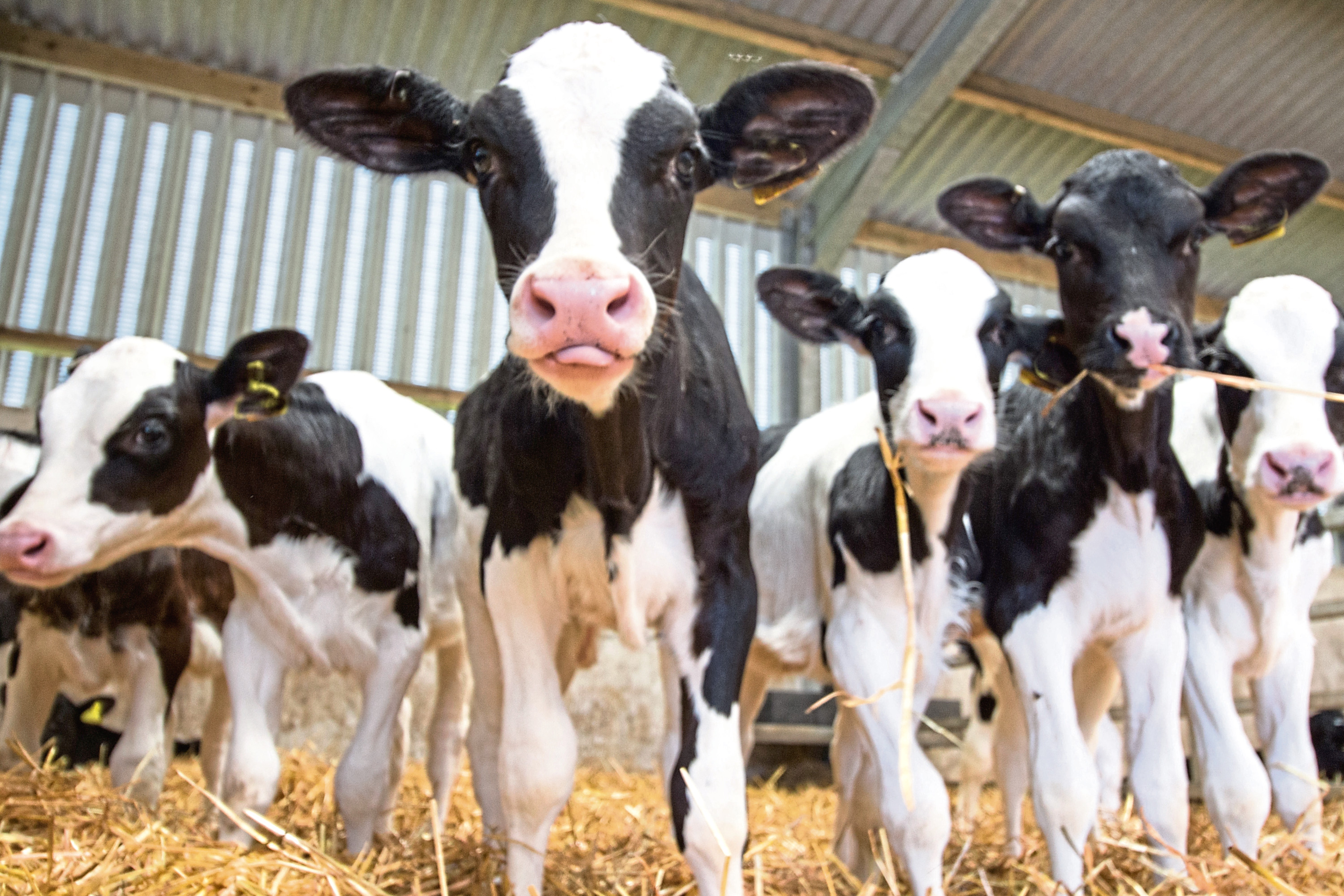 Vets say the slaughter of calves on farms each year must be reduced.