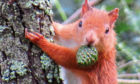 Red squirrel in woods at Stormont.