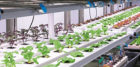 A variety of lighting and water-cooling systems are being developed by  Liberty Produce.