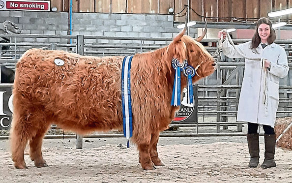 The top-priced Highland female at Oban, Anna of Eilean Mor, made 8,000gns and was shown by Jade Brown.