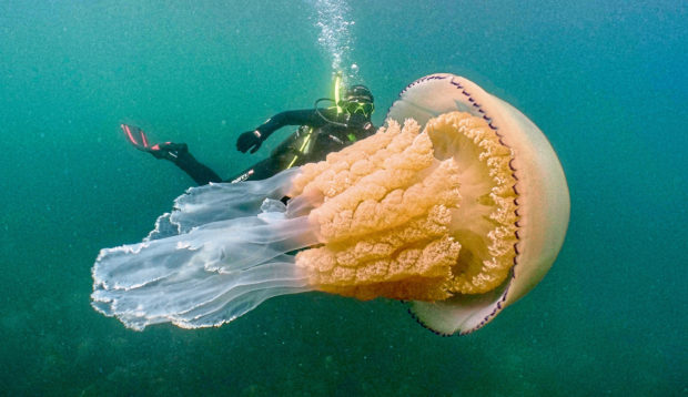 Lizzie Daly swimming alongside a massive barrel jellyfish.