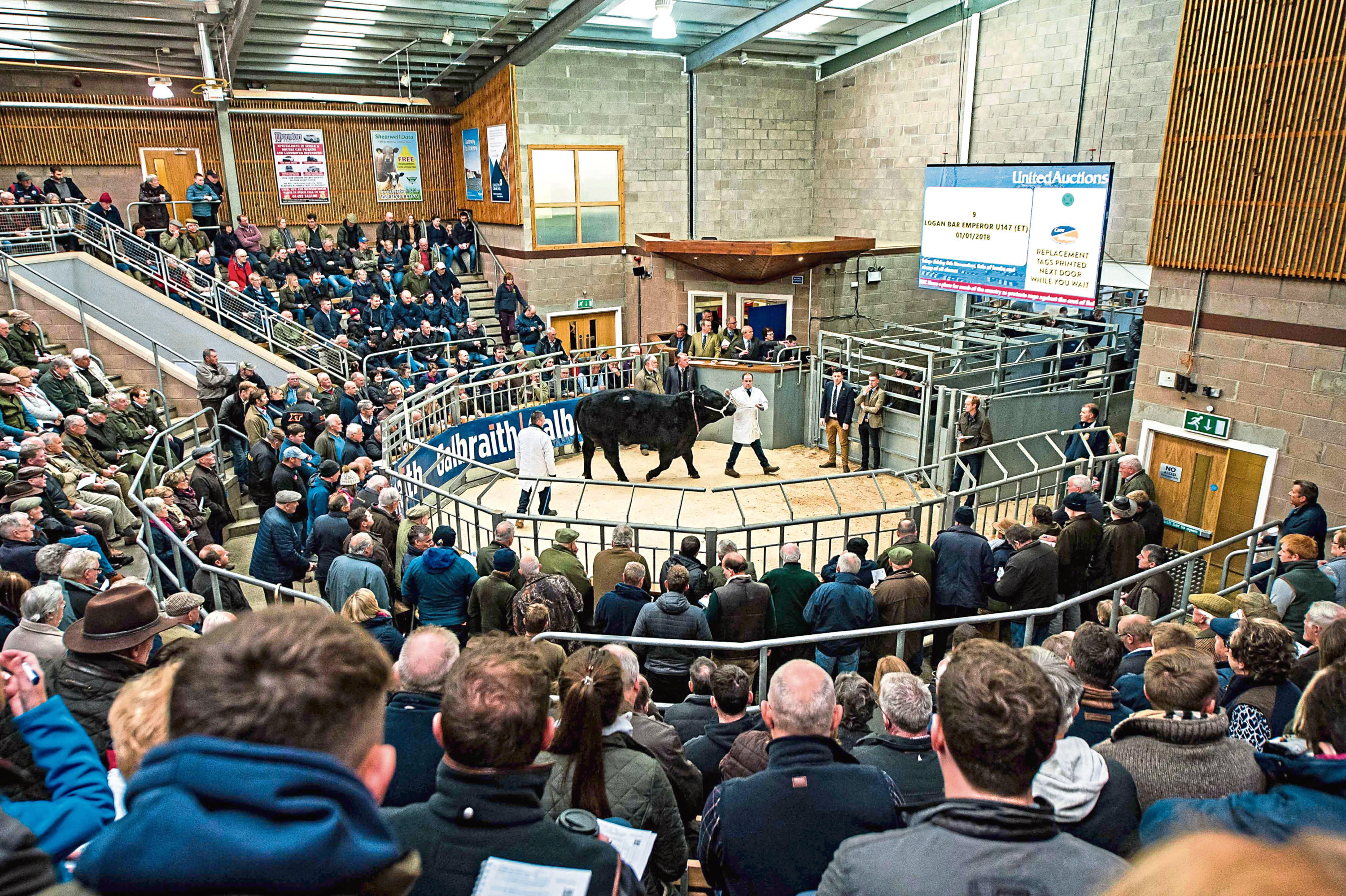Aberdeen-Angus bull averages were back £1,141 on the same sale last year.