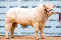 Charolais bull Goldies Oasis sold for the top price of 23,000gns.