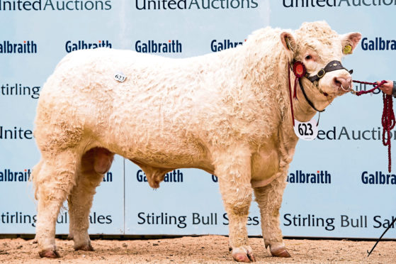 Charolais bull Goldies Oasis sold for the top price of 23,000gns.