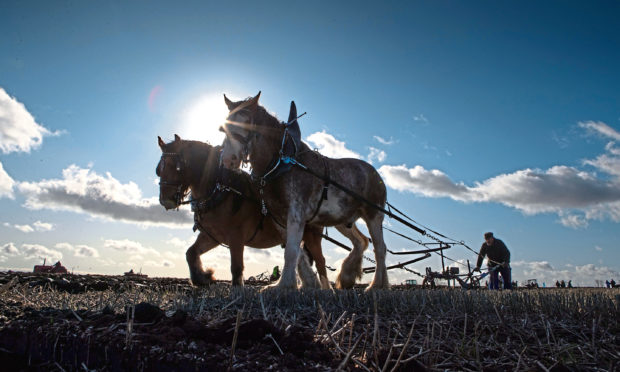 Davie Duncan from Montrose in action with his horses.