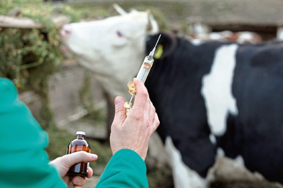 Antimicrobial resistance is an issue in both humans and farm animals.