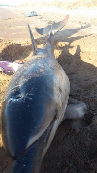 Dolphin found on Barry Buddon beach.