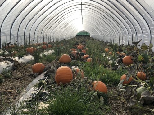 The rich crop of pumpkins at Broadslap farm, Dunning