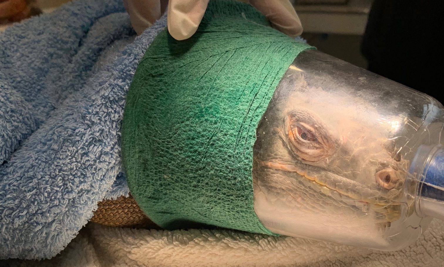 One of the iguanas receiving treatment after the brawl.
