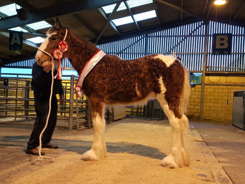 Last year's show champion was Lutterington Butterfly.