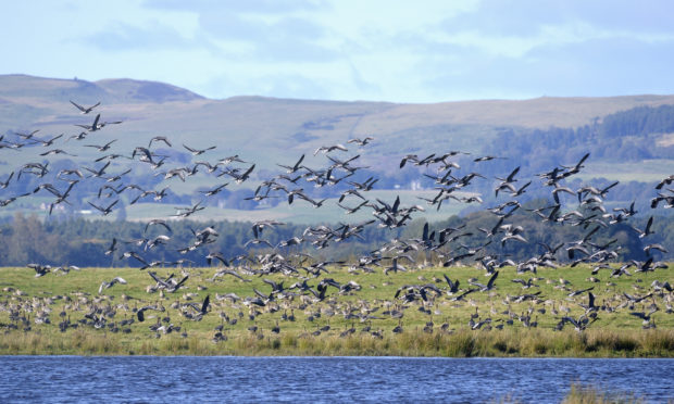 Pink-footed geese can be seen at Loch Leven.