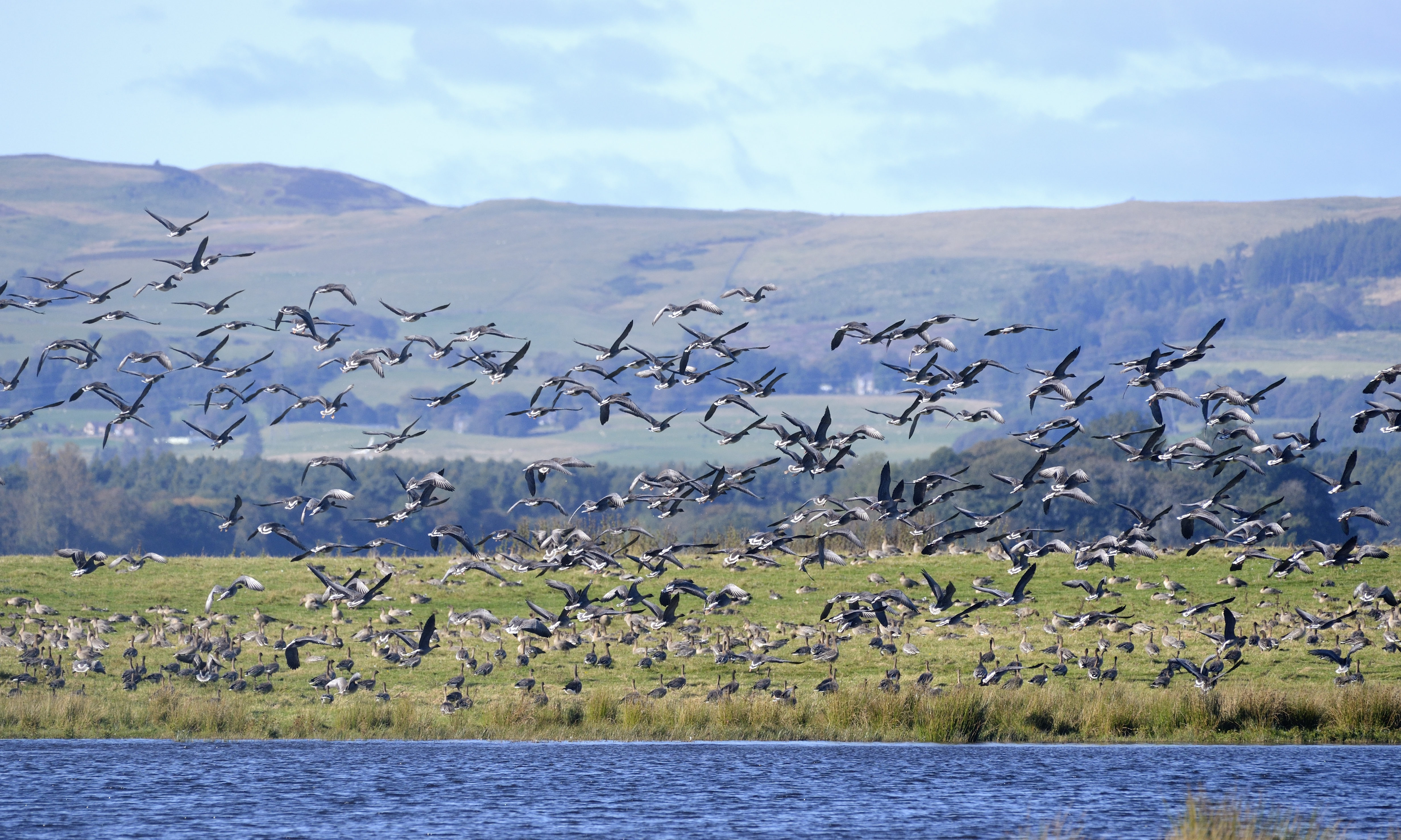 Pink-footed geese can be seen at Loch Leven.