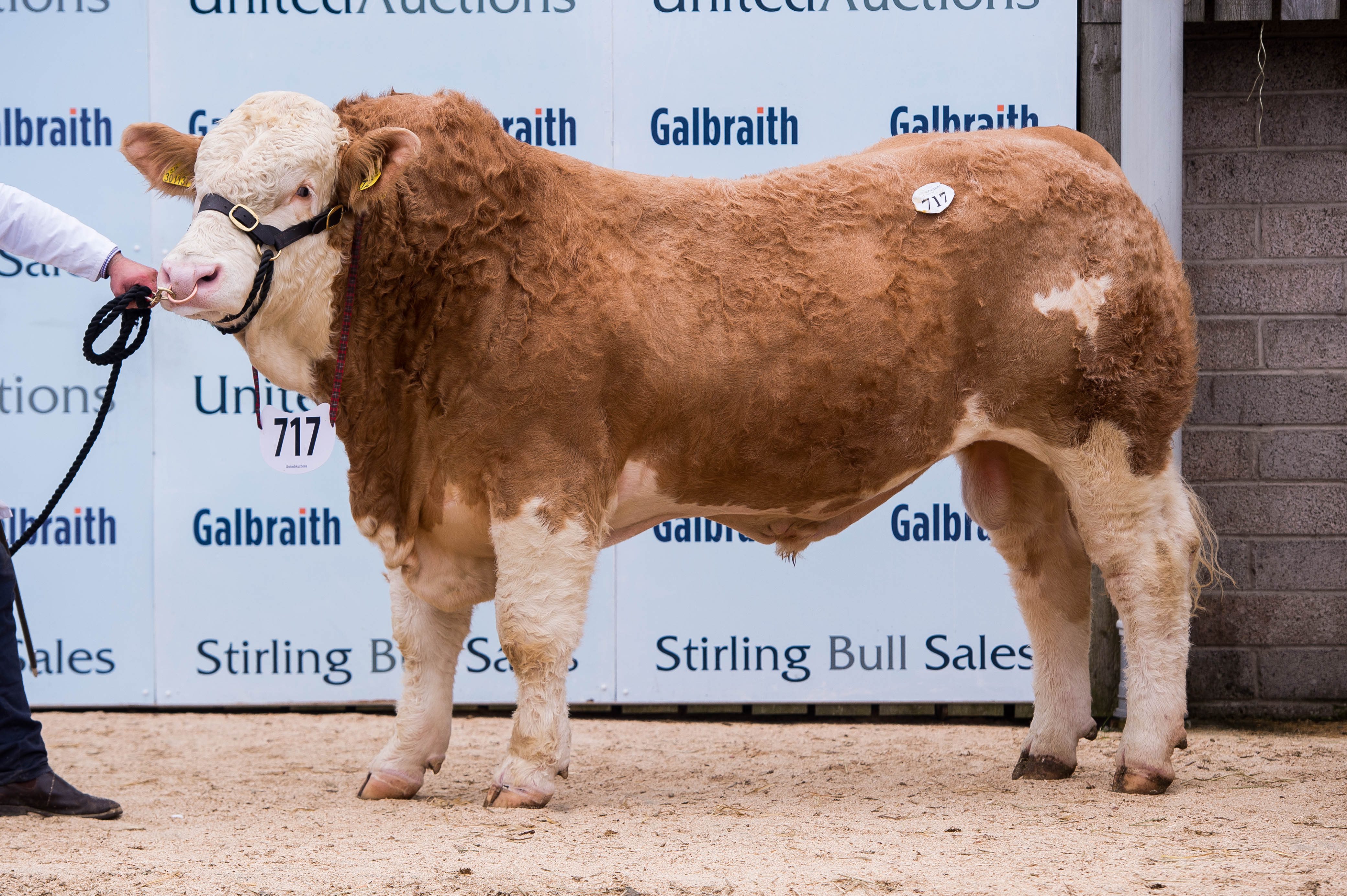 Team Jackpot, from the MacGregor family at Kirkton of Mailler, Craigend, Perth made one of the day's top prices