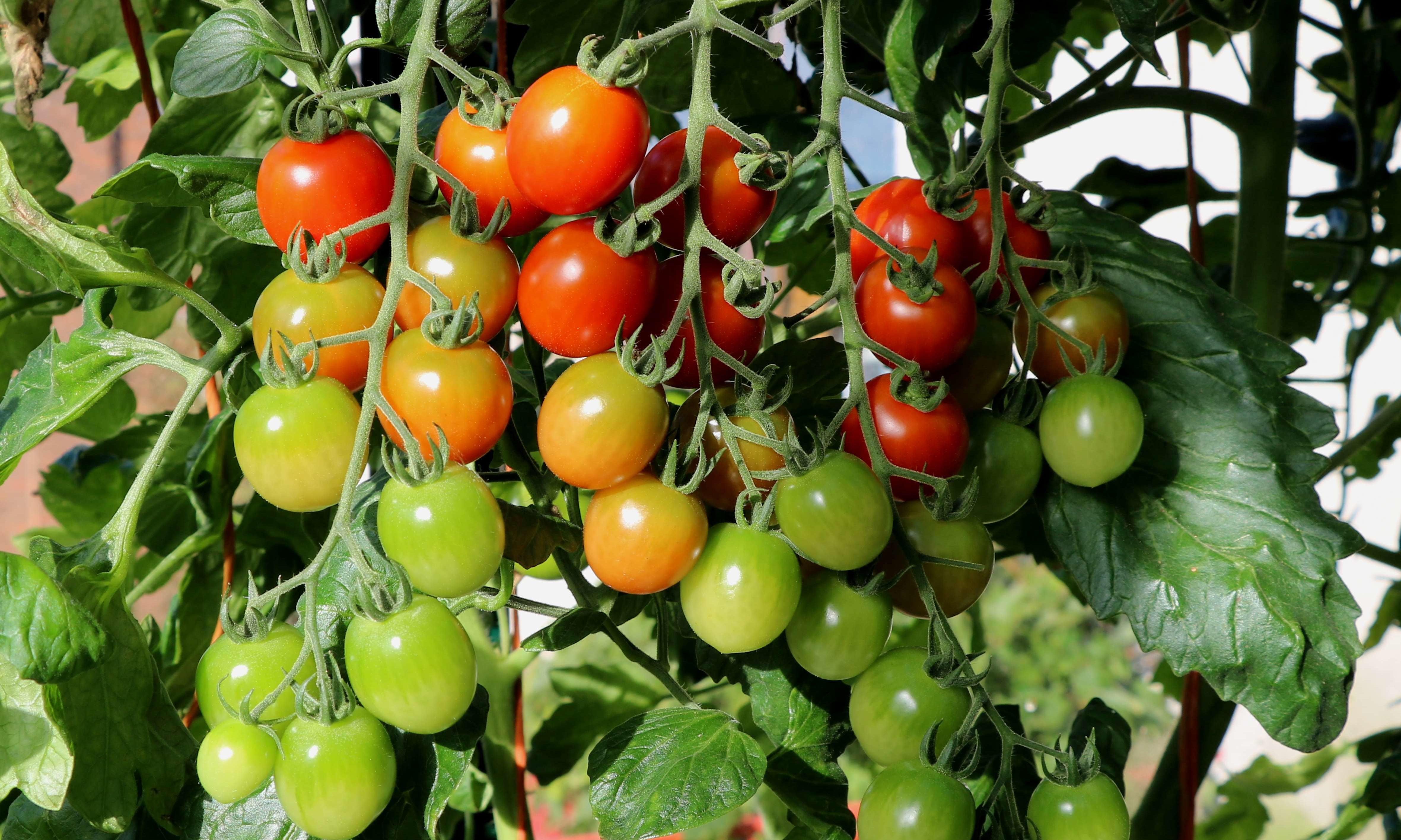 Still time for cherry tomatoes to ripen up