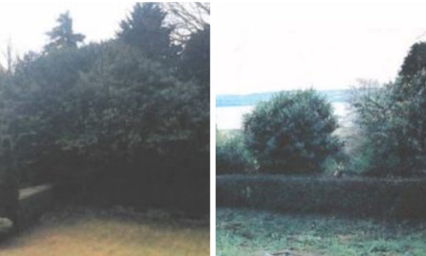 The trees in question, before and after.