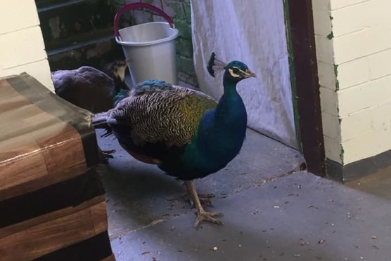 One of the park's peacocks, Malcolm, was previously attacked by a dog, suffering a leg injury.