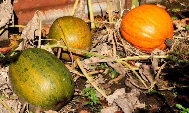 Pumpkins ripening up