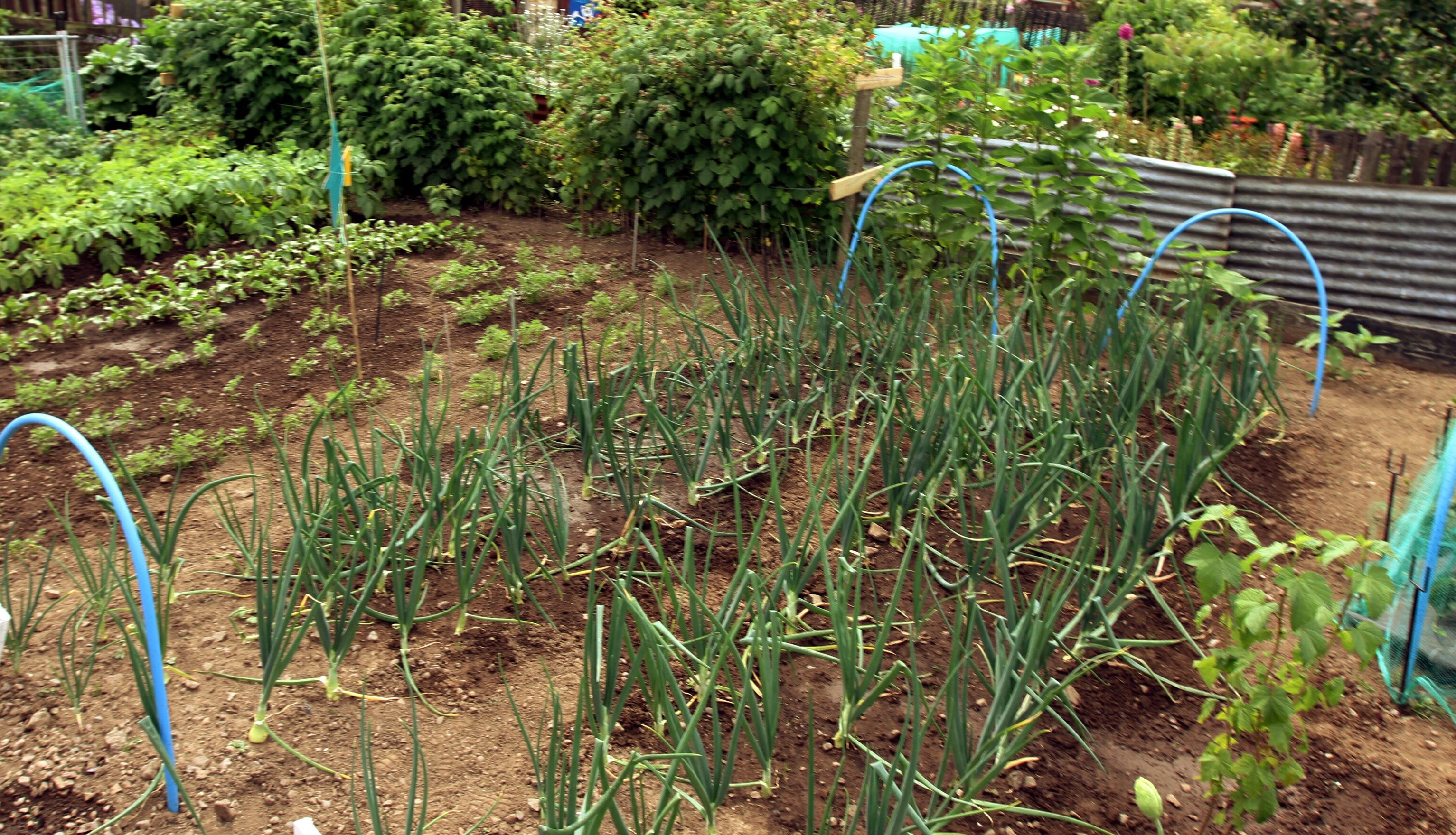 Seeds have been sowed for new allotments in Inverkeithing.