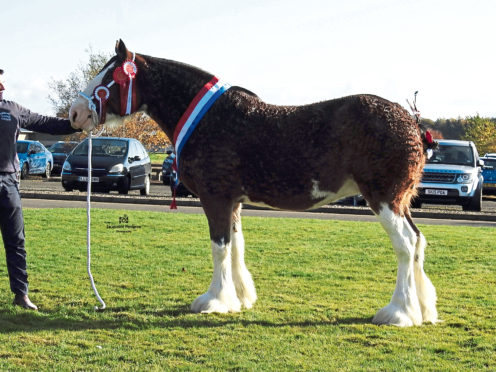 Scott Greenhill’s senior and reserve supreme champion at Lanark Foal Show was Fordelhill Queen Victoria.