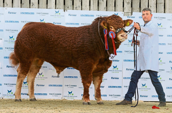 Just champion: Limousin bull calf Westpit Orlando, from A&J Gammie of Laurencekirk