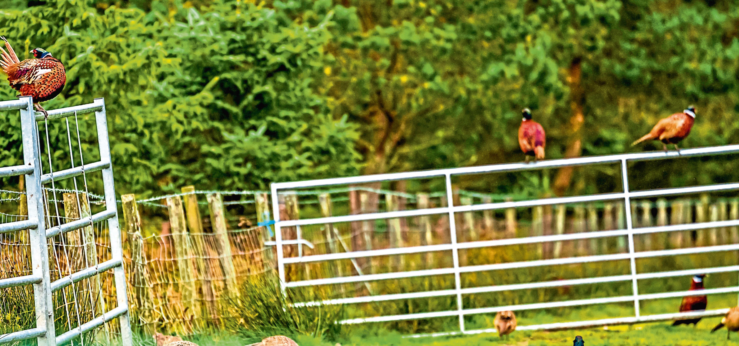 Large numbers of pheasants can be a nuisance if they encroach on to the let farm.