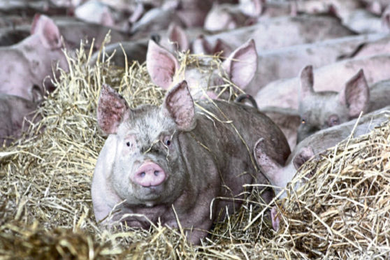Campaigning politicians are being asked to remember to look after pig farmers.