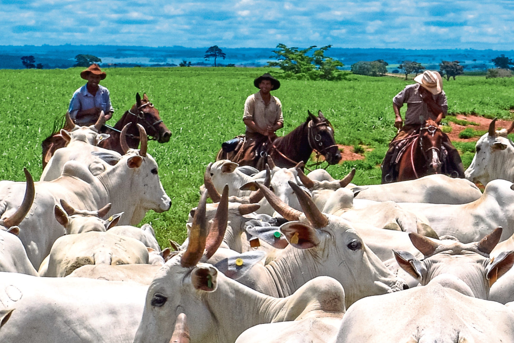 Brazil has had its meat industry fortunes boosted, with China and Saudi Arabia approving more meat plans for export.