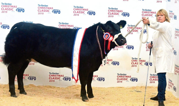 Kim Stretch holds the butchers’ cattle champion, from Crieff breeder Wilson Peters, which sold for £3,100 at the Aberdeen Christmas Classic.