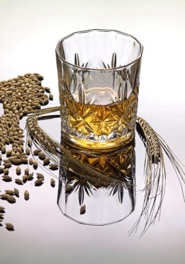 Without barley there is no Scotch whisky.