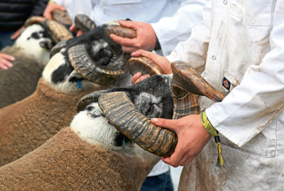 Blackface sheep during judging at the Royal Highland Show.