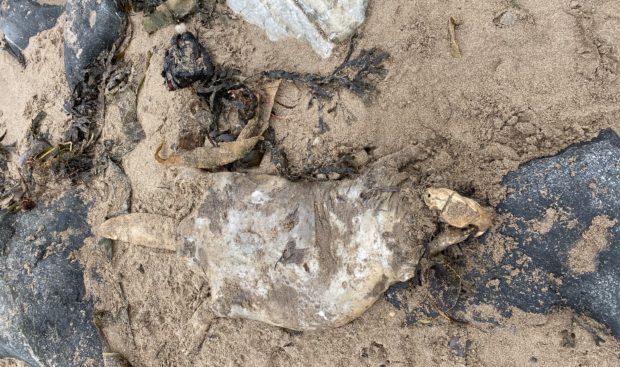 The beaver carcass was discovered shot and skinned on Broughty Ferry beach.