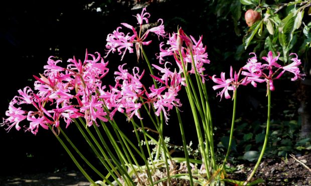 Nerine bowdenii in November