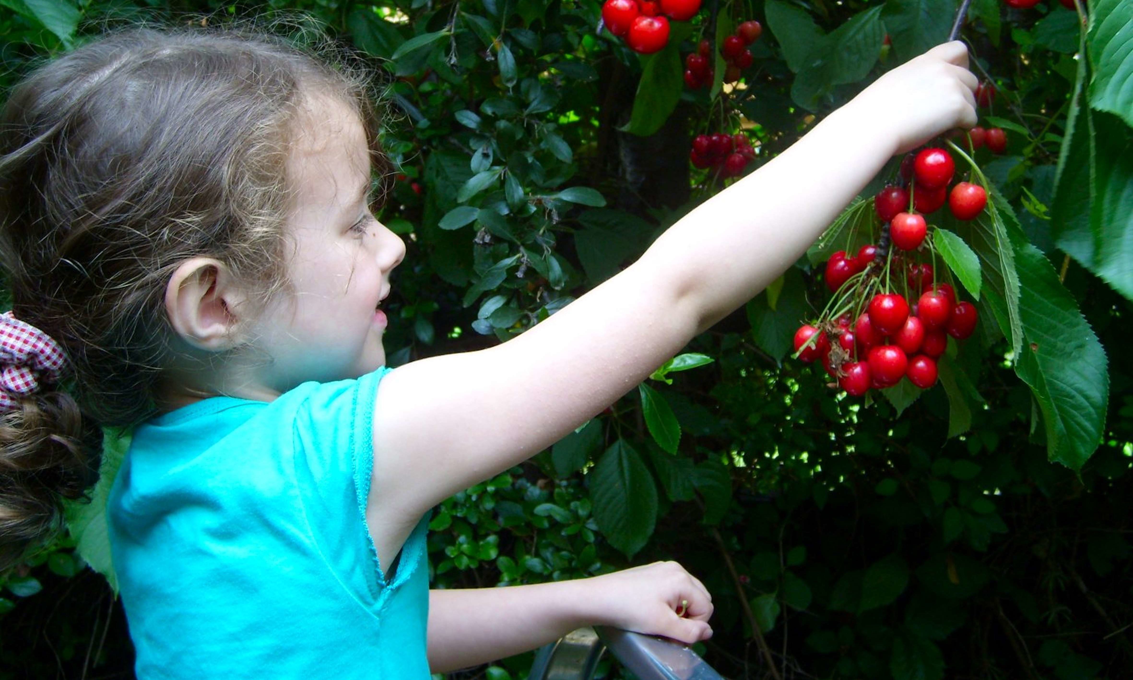 Sophie picking cherries