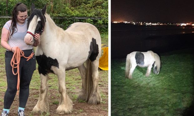 Left: Owner Rachel with her beloved best friend Bob. Right: Bob after his escape.