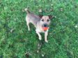 The Scottish SPCA is seeking a home for Digger, a Lakeland terrier cross.