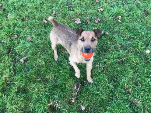 The Scottish SPCA is seeking a home for Digger, a Lakeland terrier cross.