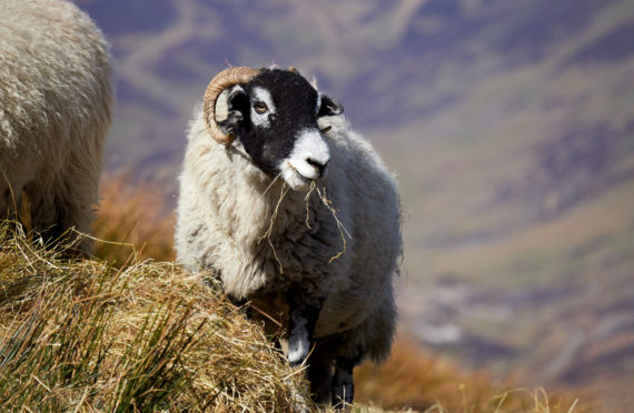 Consumers should be encouraged to think of lambs as a wild product skipping around in fields, according to event chairman John Fyall.