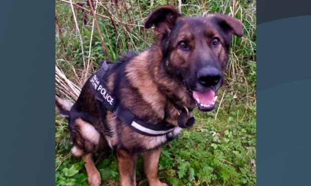 PD Indy after a rescue in Kirkcaldy in September.