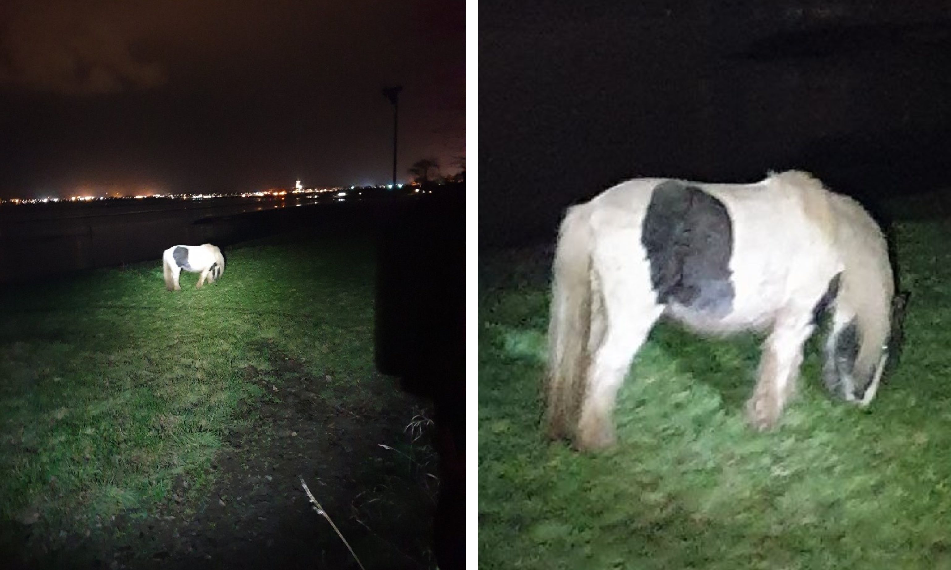 The pony was found on the A92 by Angus officers.