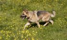 A German shepherd dog.