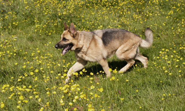 A German shepherd dog.