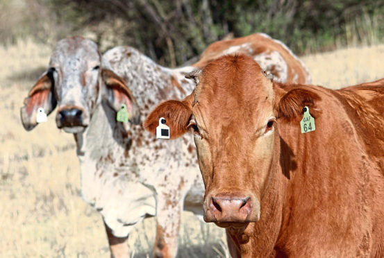 The tags were trialled on livestock in South Africa before being developed for the UK market.