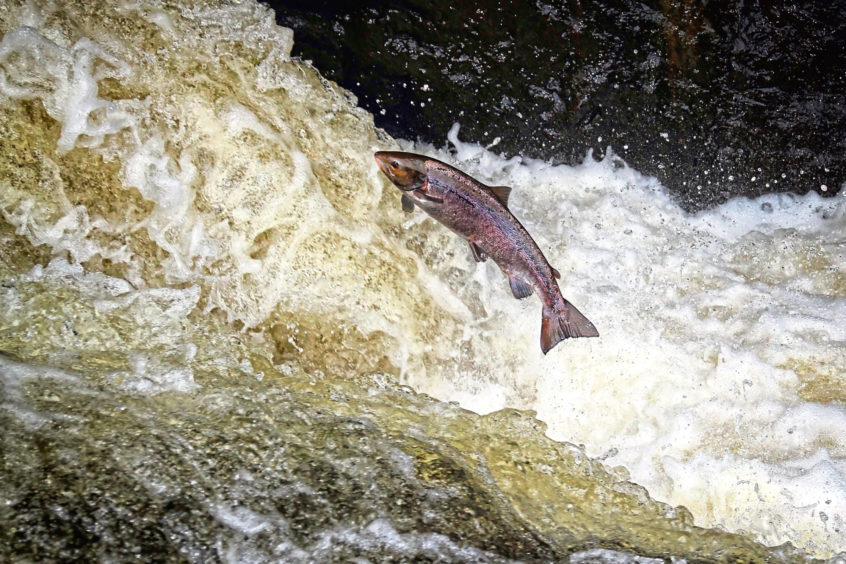 An Atlantic Salmon leaping in turbulent waterfalls in Perthshire.