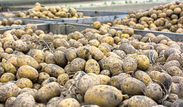 Shoppers are being encouraged to buy potatoes carrying special blue stickers.