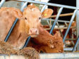 Hundreds of producers are keeping cattle which are not free of bovine viral diarrhoea.
