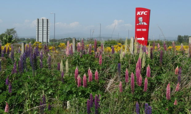 A KFC sign near Forfar.